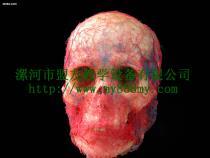【鑄型標(biāo)本-圖為頭部動(dòng)靜脈鑄型標(biāo)本(正面)】my-01,價(jià)格,廠家,圖片,供應(yīng)商,庫(kù)存辦公、文教用品,漯河市盟友教學(xué)設(shè)備 - 產(chǎn)品庫(kù) - 阿土伯交易網(wǎng)