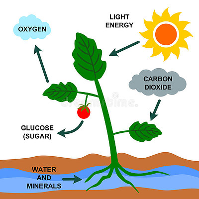 光合作用反應過程