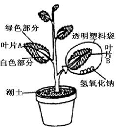 為探究綠色植物進行光合作用的條件,某同學選擇一種盆栽的 銀心 黃楊作為實驗材料,該植物葉片的綠色部