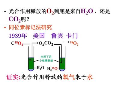 高中生物必修1《分子與細胞》(新人教版):5.4《能量之源--光與光合作用&middot;》課件(新人教必修1)