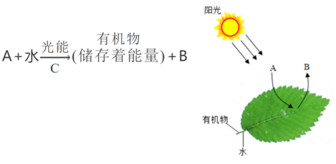枝條處理實驗與光合作用的關(guān)系