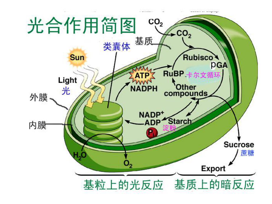 光合作用中的光反應與電子傳遞過程