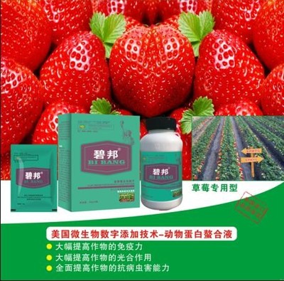 山東莘縣進(jìn)口葉面肥和沖施肥經(jīng)銷商 光合作用在農(nóng)業(yè)增產(chǎn)中的關(guān)鍵作用